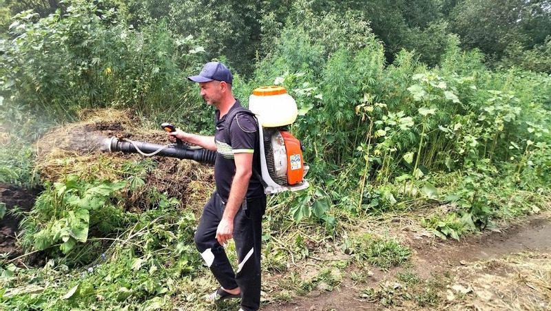 15 тыс. кустов дикой конопли уничтожили в Кисловодске