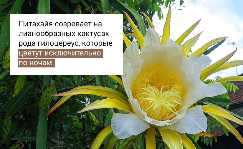 Что приготовить с питахайей: 14 идей и сочетаемость с другими продуктами0