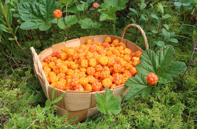 Десять вкусов одной страны: какие съедобные сувениры привезти из отпуска по России8