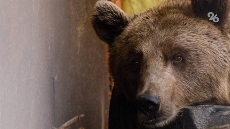 Медведи пугают жителей трёх населённых пунктов в Северной Осетии