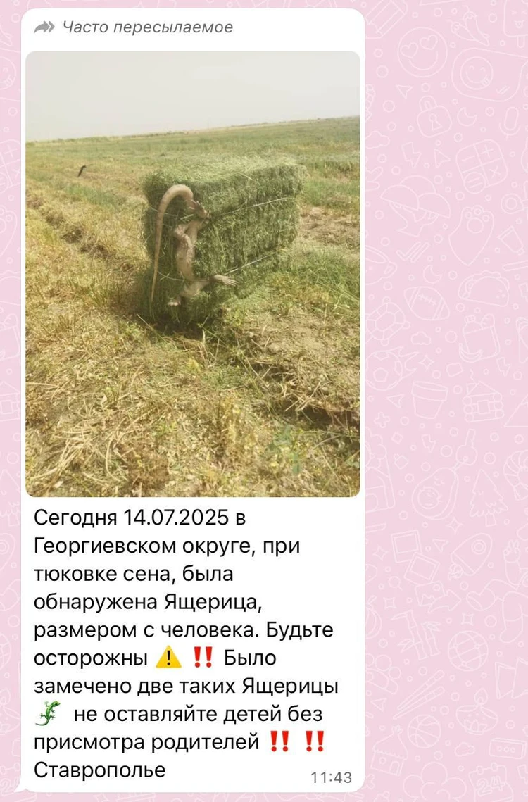 «Мигрирует» по всей стране: фейки о гигантской ящерице дошли до Ставрополья1