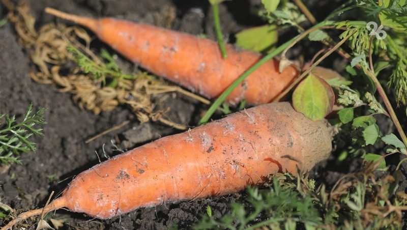 Морковь и свёклу начали собирать аграрии в Предгорном округе