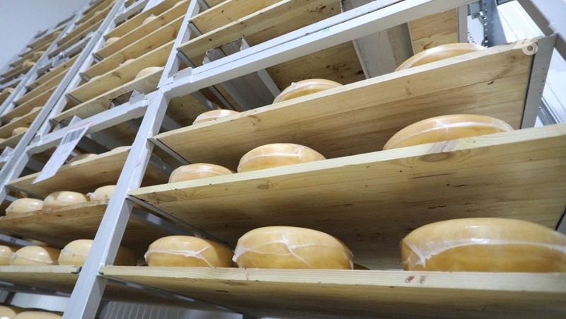 Новую сыроварню открыли в Предгорном округе