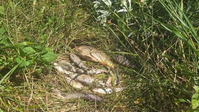 Прокуратура Ставрополья выясняет причину гибели рыбы в реках Кума и Киркиль