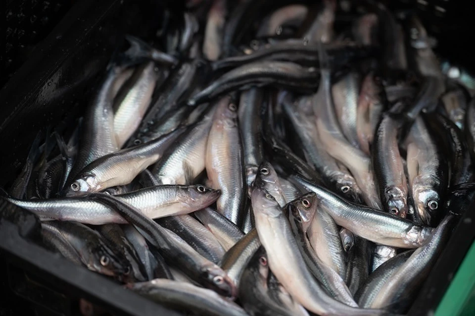 Ставрополье впервые начало поставлять рыбную продукцию в Киргизию0