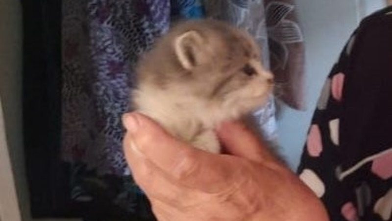 Ставропольские спасатели помогли котёнку, упавшему за обшивку пристройки