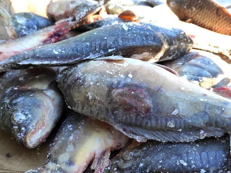 Ставропольский край стал в пять раз больше экспортировать рыбную продукцию