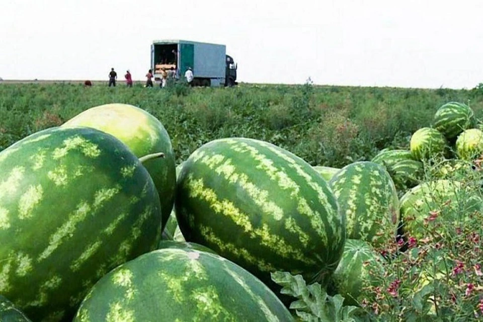 Урожай арбузов и дынь начали собирать аграрии Ставрополья0