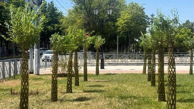 В Невинномысске высадили 98 «русских пальм»