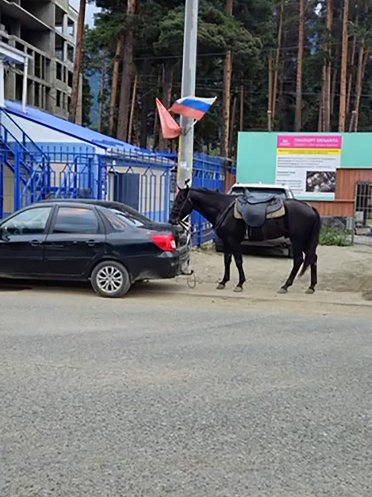 Житель КЧР перегонял лошадь, привязав её к своей машине
