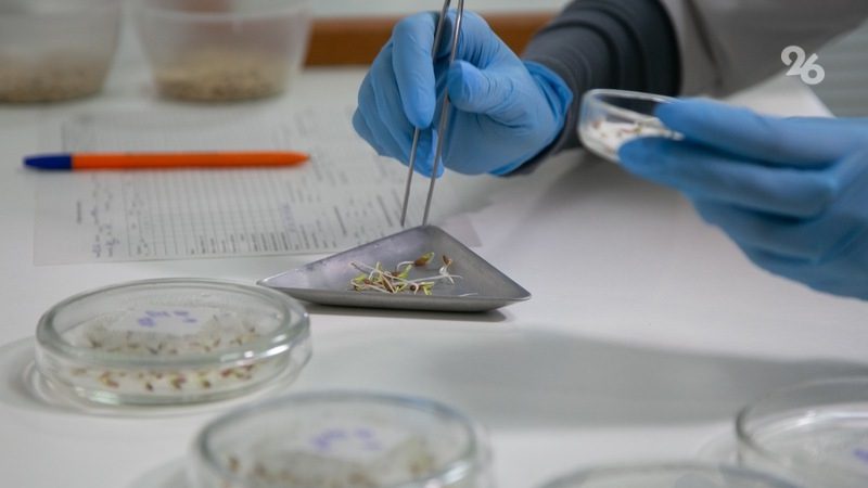 Более 389 тыс. тонн озимых семян планируют проверить на Ставрополье