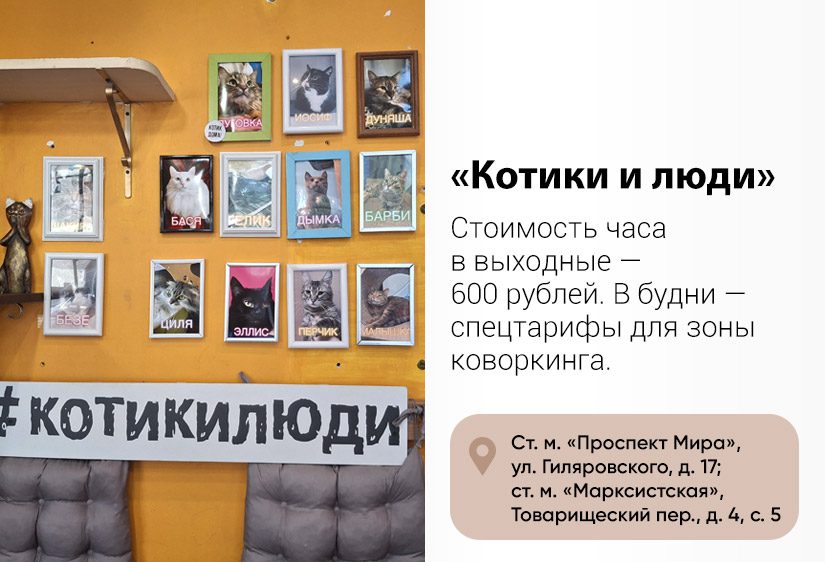 Где в Москве можно выпить чаю с котиками и свинками, а где дадут почесать пузико ежа0
