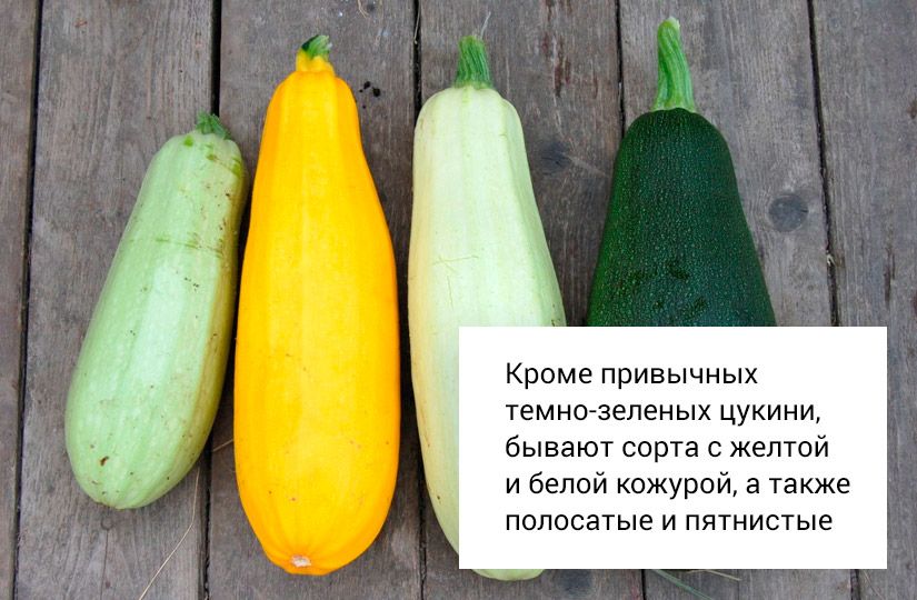 Кабачок vs цукини: в каких блюдах сорт имеет значение3