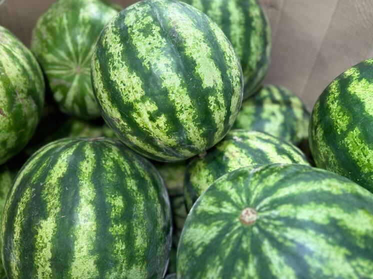 На Ставрополье уже собрали свыше тысячи тонны бахчевых культур