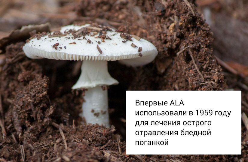 Нутрициолог: липоевая кислота не сжигает жир. Тогда в чём её польза?6
