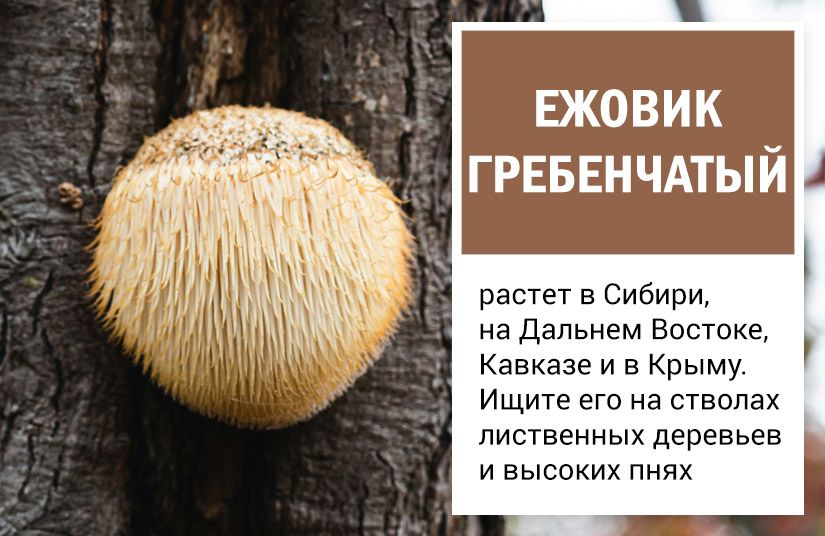 От львиной гривы до лисьих ушек: пять необычных, но съедобных грибов2