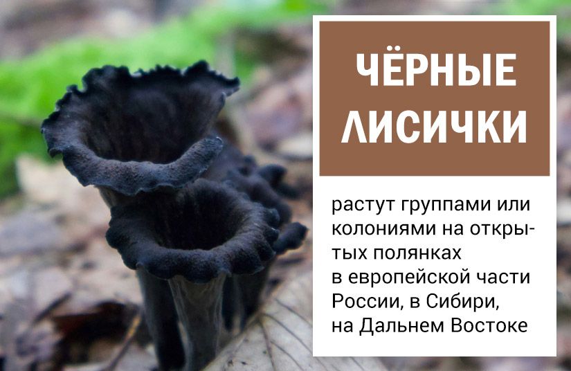 От львиной гривы до лисьих ушек: пять необычных, но съедобных грибов0