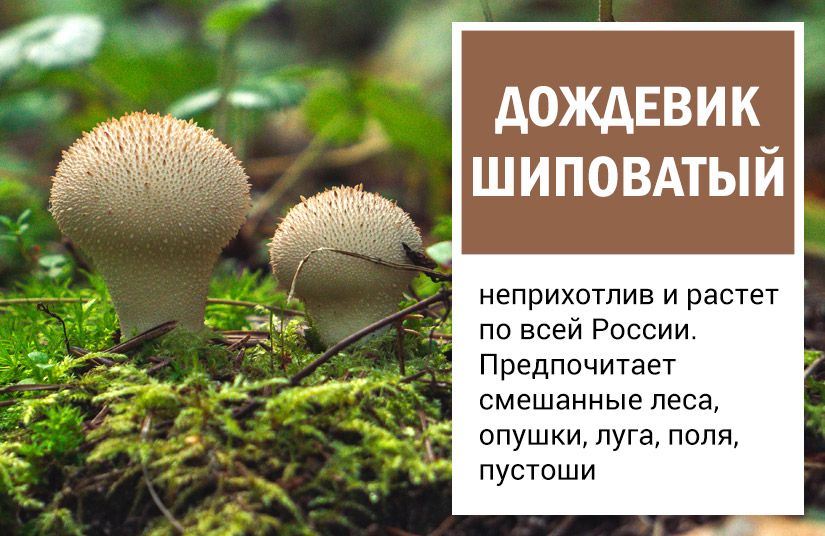 От львиной гривы до лисьих ушек: пять необычных, но съедобных грибов6