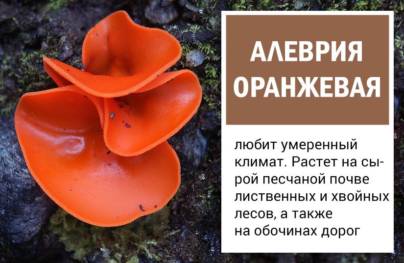 От львиной гривы до лисьих ушек: пять необычных, но съедобных грибов4