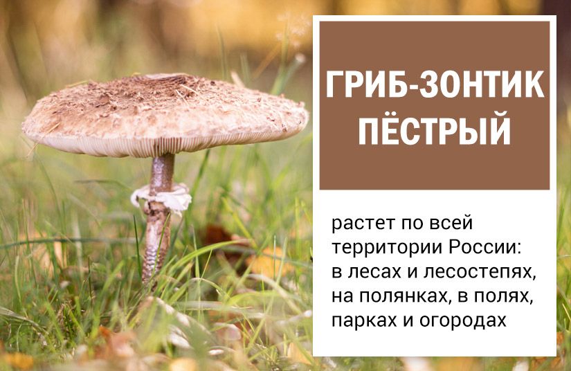 От львиной гривы до лисьих ушек: пять необычных, но съедобных грибов8