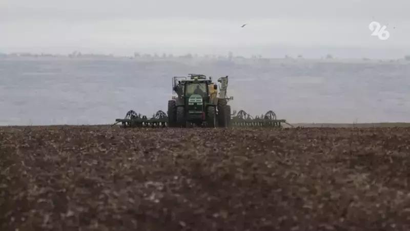 Рекордный урожай кукурузы ожидается в Предгорном округе