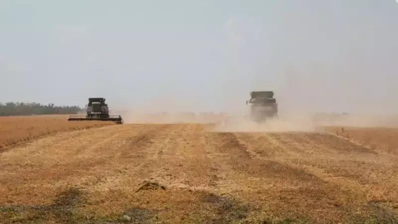 Сбор нута на Ставрополье вырос в 2,5 раза