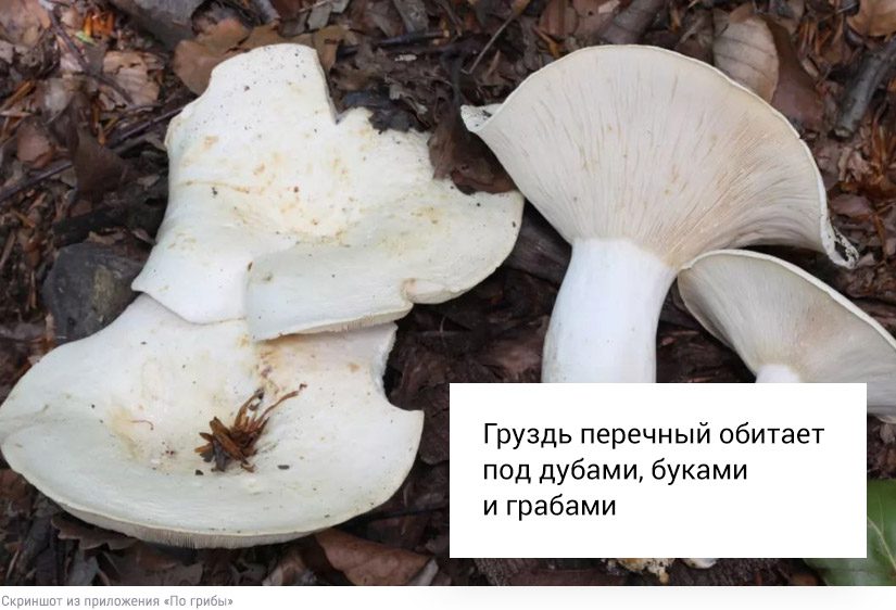 Собирать или проходить мимо: что делать со свинушками, строчками и волнушками3