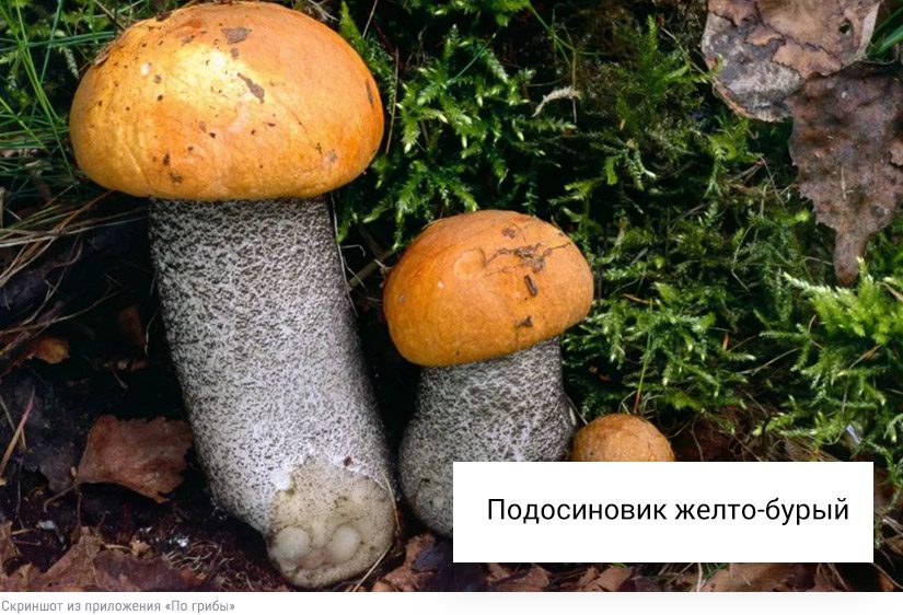 Собирать или проходить мимо: что делать со свинушками, строчками и волнушками10