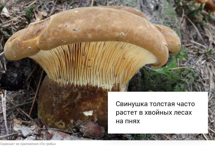 Собирать или проходить мимо: что делать со свинушками, строчками и волнушками2