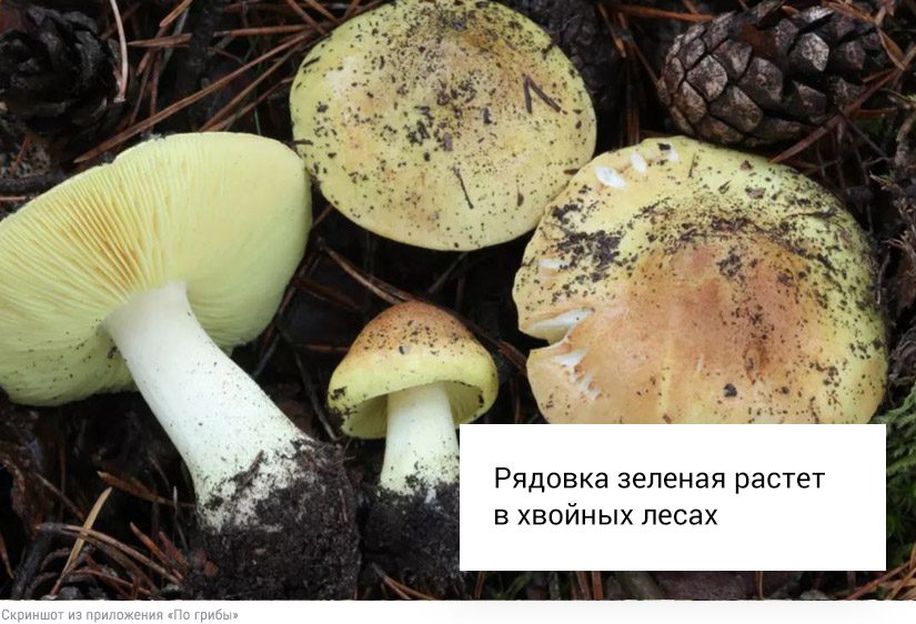 Собирать или проходить мимо: что делать со свинушками, строчками и волнушками6