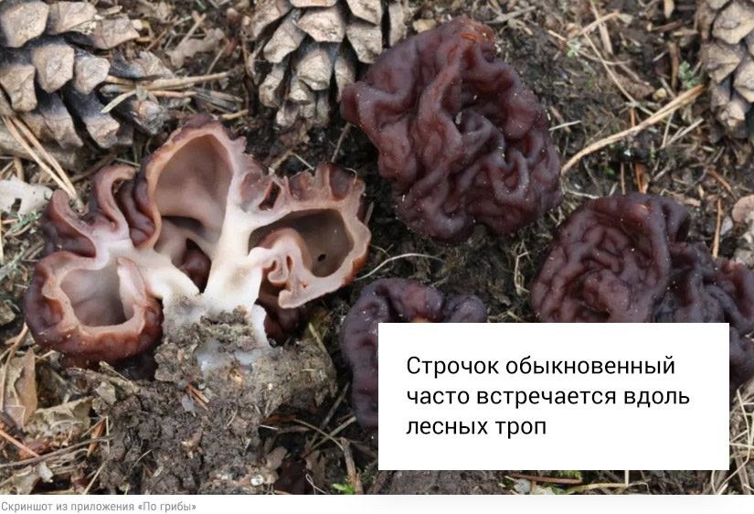 Собирать или проходить мимо: что делать со свинушками, строчками и волнушками5