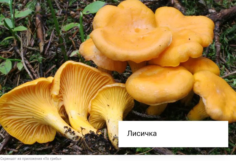 Собирать или проходить мимо: что делать со свинушками, строчками и волнушками9