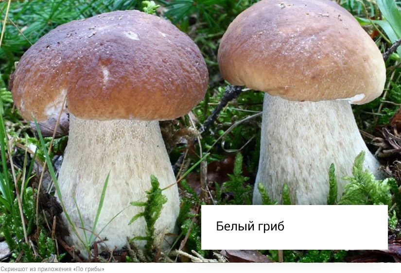 Собирать или проходить мимо: что делать со свинушками, строчками и волнушками8