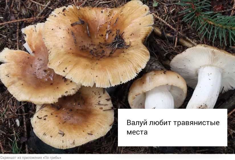 Собирать или проходить мимо: что делать со свинушками, строчками и волнушками7