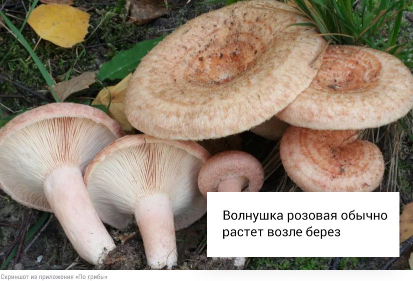 Собирать или проходить мимо: что делать со свинушками, строчками и волнушками4