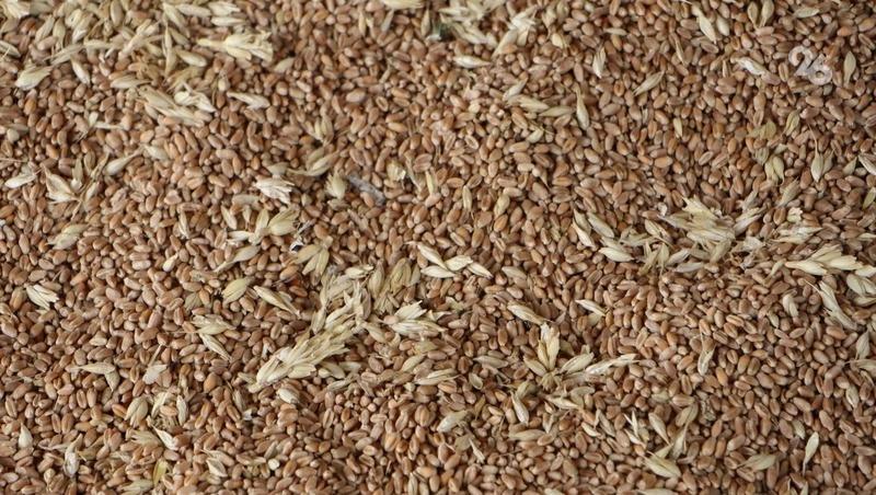 Ставрополье с начала года экспортировало более 250 тыс. тонн проверенного зерна