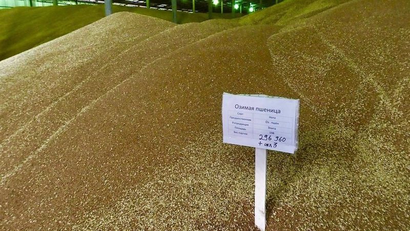Урожай зерновых на Ставрополье в четыре раза превышает внутреннюю потребность
