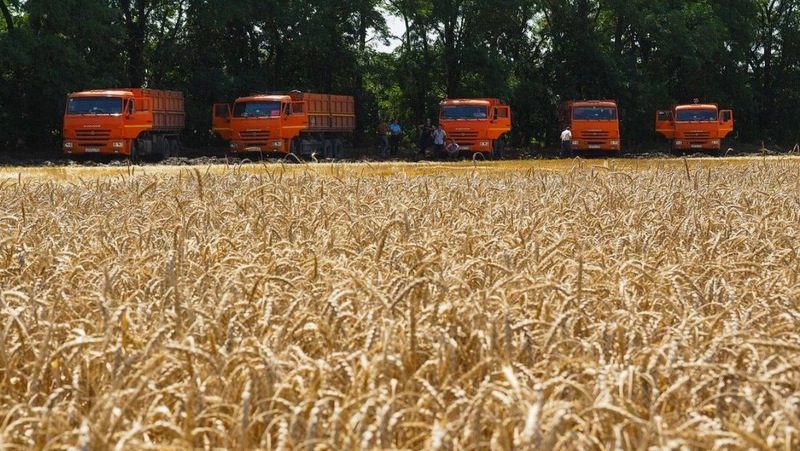 Урожай зерновых на Ставрополье в четыре раза превышает внутреннюю потребность