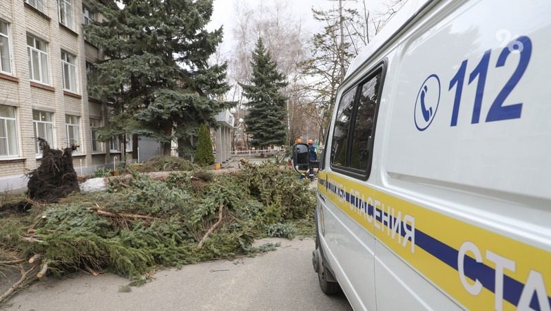 В Дагестане упавшее дерево убило туристку из Удмуртии