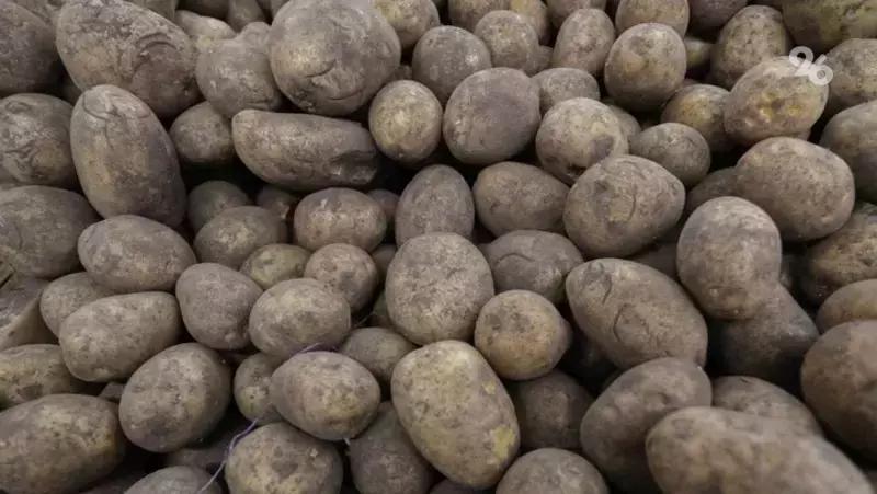 В Предгорном округе начали сбор картофеля