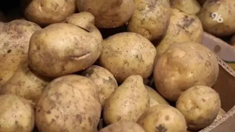 В Предгорном округе начали сбор картофеля