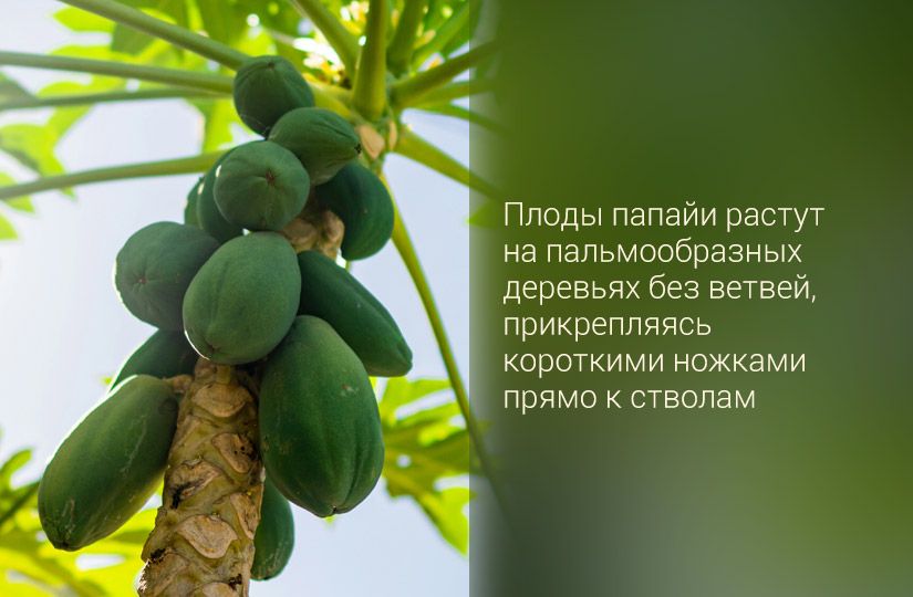 Ангельский фрукт с непростым характером: чем неспелая папайя отличается от спелой, кроме вкуса2
