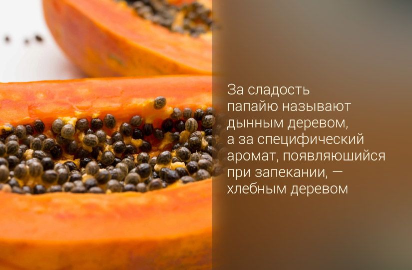 Ангельский фрукт с непростым характером: чем неспелая папайя отличается от спелой, кроме вкуса3
