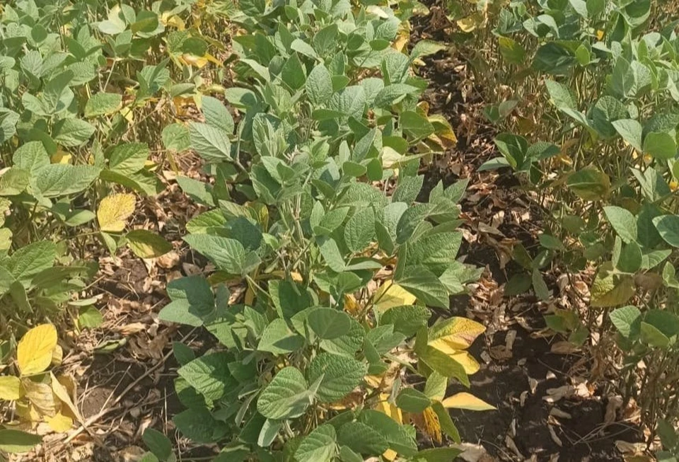 Более 12 тысяч тонн сои собрали на Ставрополье0