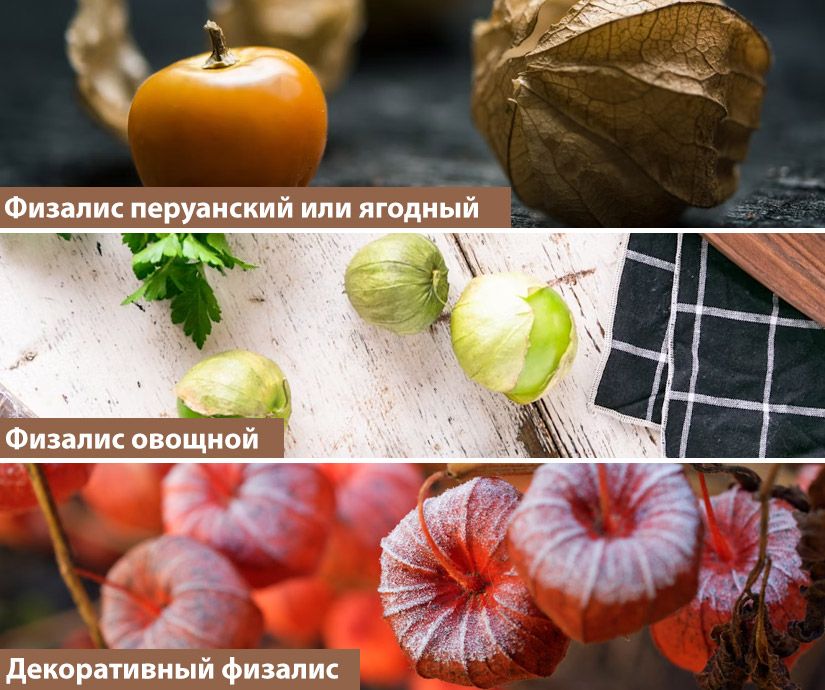 Что скрывает «китайский фонарик»: семь полезных свойств физалиса3