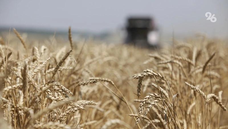 Глава Ставрополья о рекордном урожае-2025: «Не сомневаюсь, что мы можем лучше»