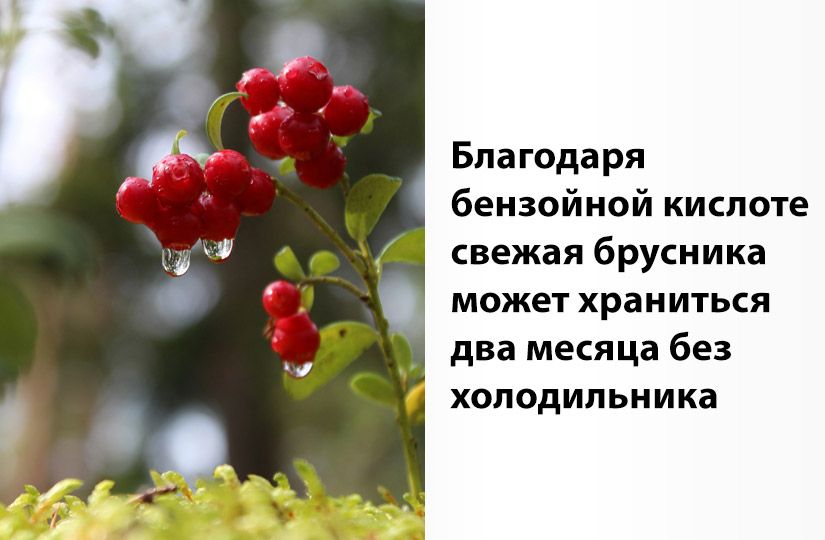 Храните без холодильника и добавляйте в борщ: самое важное о бруснике4