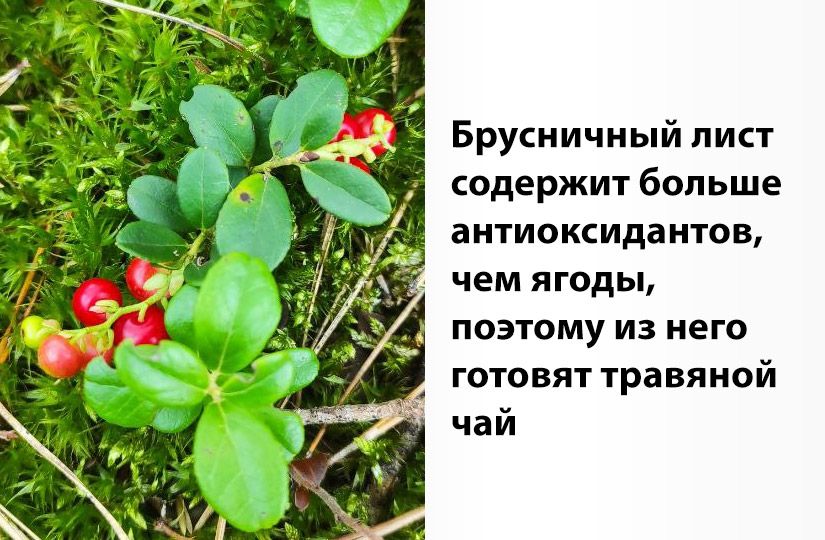Храните без холодильника и добавляйте в борщ: самое важное о бруснике2