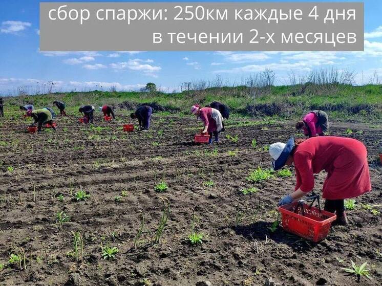 Крупнейшая в России плантация спаржи в Северной Осетии установила рекорд