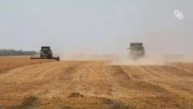 Около 340 тонн экологически чистой гречихи планируют собрать в Предгорном округе